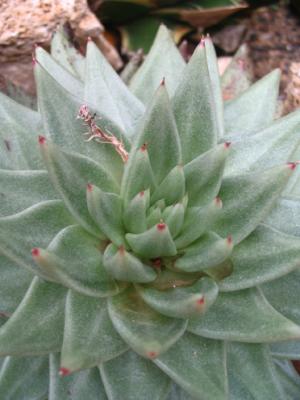 ein sukkulentes Kleinod aus der grossen Familie der crassulaceae, beheimatet im heissen San Luis Potosi, Mexico